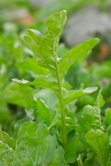 Arugula