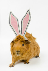 Easter Guinea I