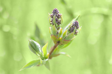 Springtime bush sprouting sprig with blossoming leaves and fresh