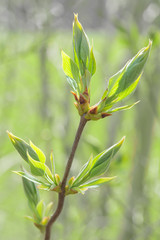 Fototapeta na wymiar Spring sprouting branch with blooming buds and new fresh leaves