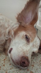 cane con orecchio alzato
