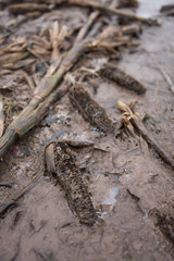 Dead rotting corn plants on and icy cold field. Harsh winter kills crops