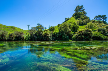 Blue Spring which is located at Te Waihou Walkway,Hamilton New Zealand. It internationally...