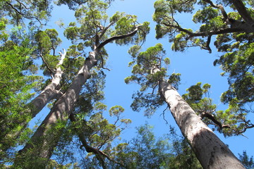 Karri Trees, West Australia

