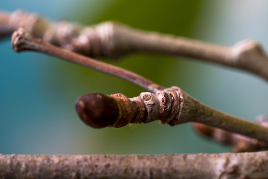 Close-up photography of a platanus tree branch. Shallow depth of field. 