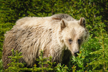 Fototapeta premium Grizzly Bear (Ursus arctos horribilis)