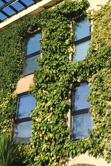 Beautiful building in London, England  covered with green ivy