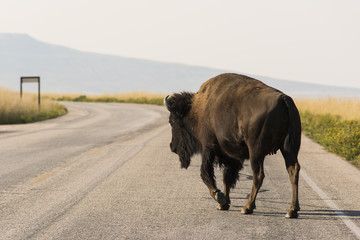 A female bison crosses the road while grazing near Great Salt Lake in Utah, USA. © Andriy Blokhin