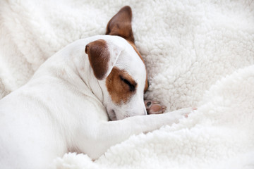 Dog sleeping on a bed
