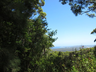 Karri Trees, West Australia
