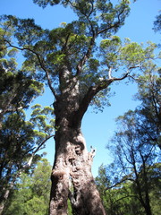 Fototapeta na wymiar Karri Trees, West Australia 