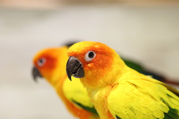Sun Conure ( Aratinga solstitialis solstitialis)
