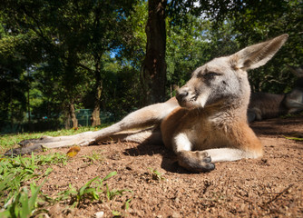 Obraz premium Australian kangaroo relaxing in the sunshine
