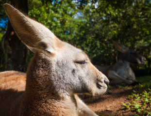 Fototapeta premium Australian kangaroo relaxing in the sunshine