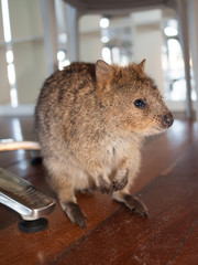 Australian Quokka on rottnest island looking for food in a cafe