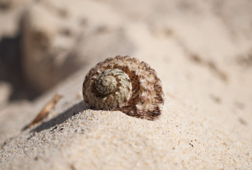 A beautiful sea shell washed up on the beach