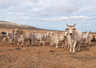 Australian cattle with horns on the move in the outback