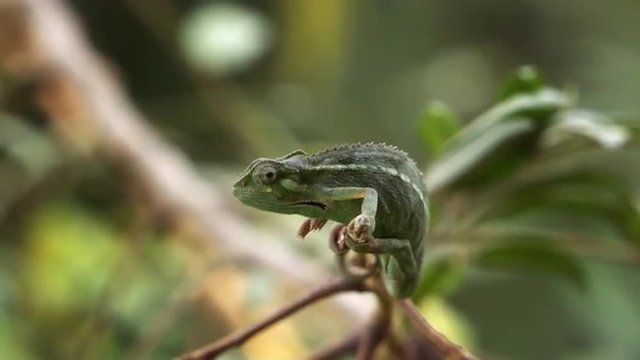 Side shot of rocking chameleon