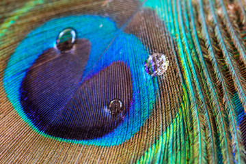 Fototapeta premium Peacock feather closeup, macro