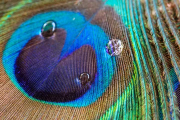 Papier Peint photo autocollant Paon Peacock feather closeup, macro