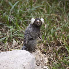 Common Marmoset on the floor