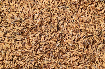 Rice peel. Background.