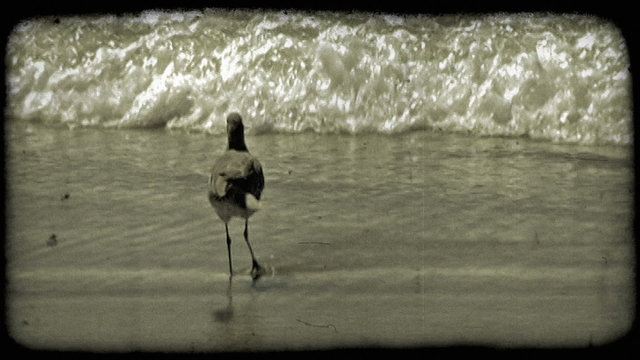 Bird preens on shore. Vintage stylized video clip.