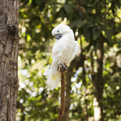 White Cockatoo