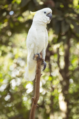 White Cockatoo