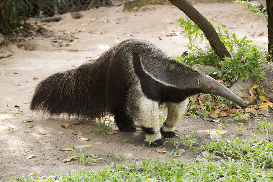 Giant Ant Eater