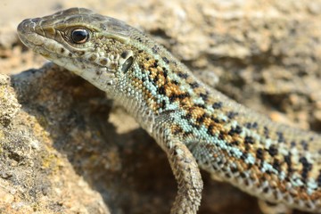 Darevskia sp. Profile head and front legs. A lizard found on a hillside 20km from Baku, capital of Azerbaijan

