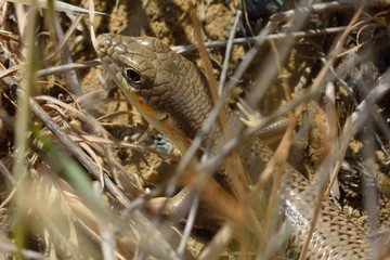 Schneider's skink (Eumeces schneideri). A skink amongst undergrowth in hills near Baku, capital of Azerbaijan
