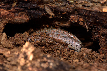 Viviparous lizard (Zootoca vivipara)  partially exposed during hibernation. A lizard in the family Lacertidae disturbed during hibernation, over-wintering in a rotting log
