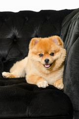 Pomeranian dog looking into the camera and showing its tongue.