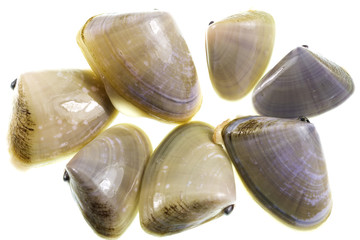 Pipis Clams © Downunderphoto