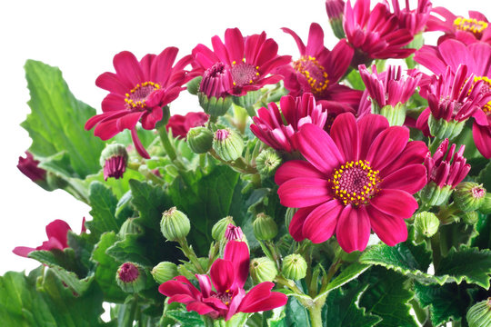 fiori e foglie di cineraria su sfondo bianco