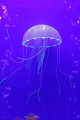 Jellyfish