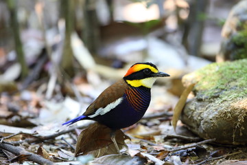 Malayan banded pitta (Hydrornis irena) in south Thailand