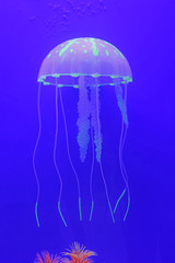 Naklejka premium Jellyfish
