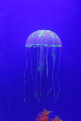 Jellyfish