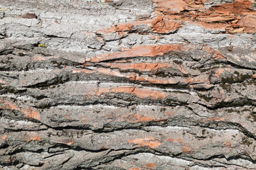 Background from poplar bark