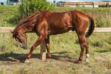 Fototapeta premium Beautiful brown hourse.