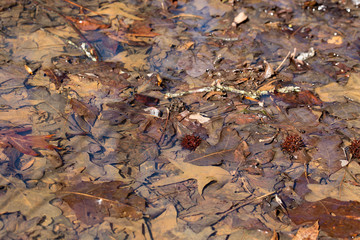 Closeup of fallen leaves and seed pods mostly underwater in a puddle