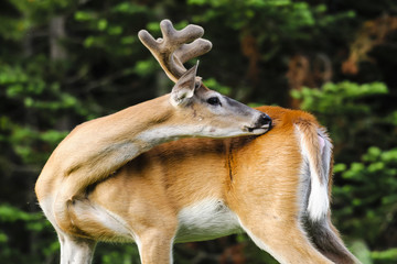 White-tailed deer (Odocoileus virginianus)