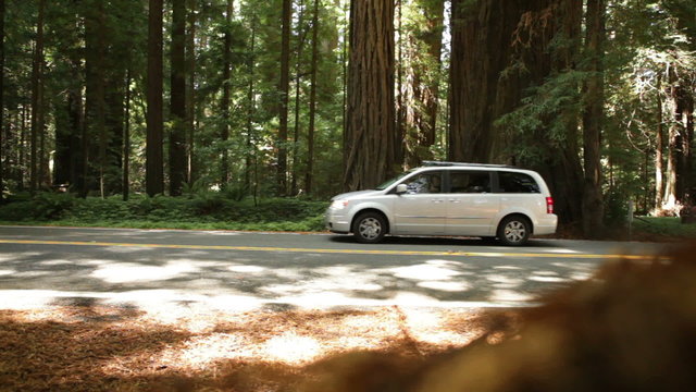 Tree Lined Road as Car Passes (Side)