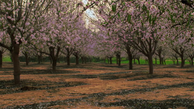 Royalty Free Stock Video Footage of blooming orchard rows shot in Israel at 4k with Red.