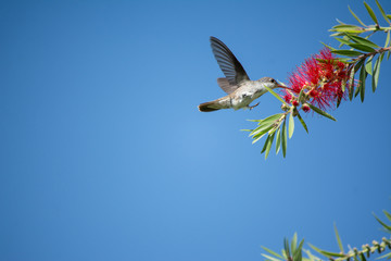 El colibrí saborea el néctar de la flor.