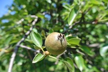 Small green unripe pear on the tree in an orchard, on a sunny spring day. Concept of organic farming or agriculture; fresh, natural, unprocessed, healthy fruit.