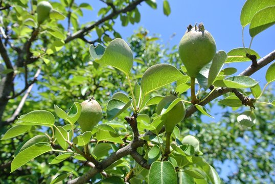 Small green unripe pears on the tree in an orchard, on a sunny spring day. Concept of organic farming or agriculture; fresh, natural, unprocessed, healthy fruit.