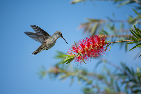 El colibr&iacute; observa la flor desde cierta distancia.
